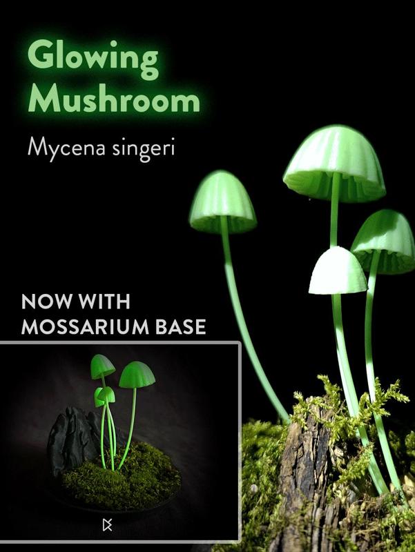 Bioluminescent Mushrooms - Mycenia Singeri