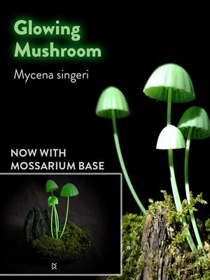 Bioluminescent Mushrooms - Mycenia Singeri