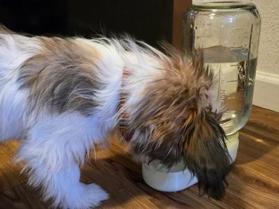 Water Dispenser For Small Pets