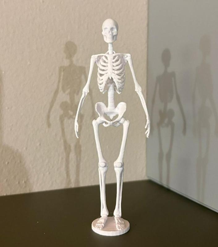 Bone Anatomy Of The Human Skeleton