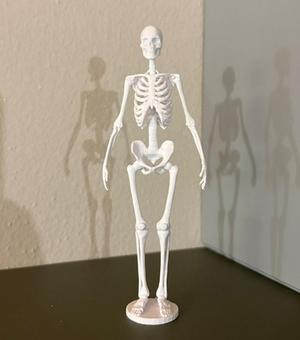 Bone Anatomy Of The Human Skeleton