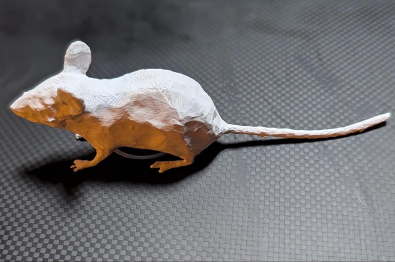 Regular House Mouse or Laboratory Mouse