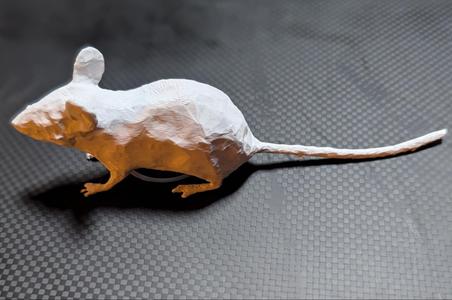 Regular House Mouse or Laboratory Mouse