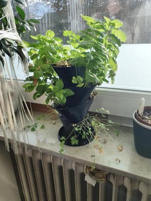 Plant Herbs Tower pot  UPDATED   