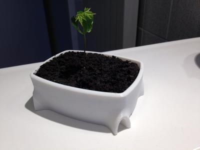 Bonsai pot