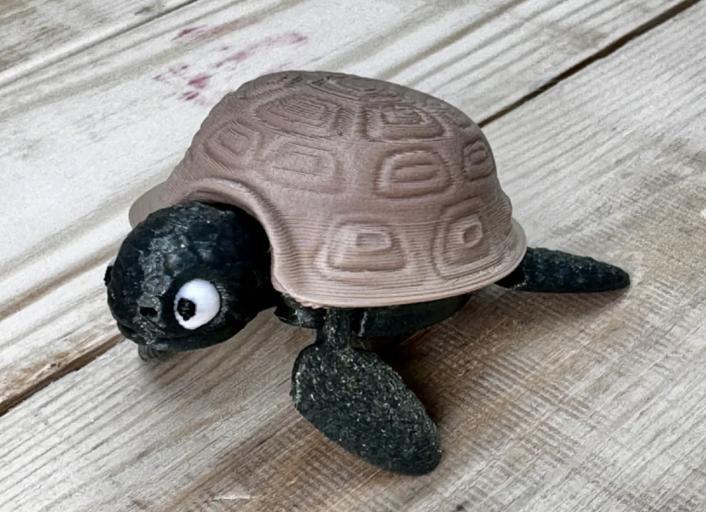 Baby Turtle