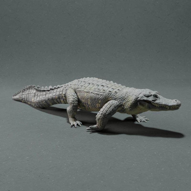 American Alligator
