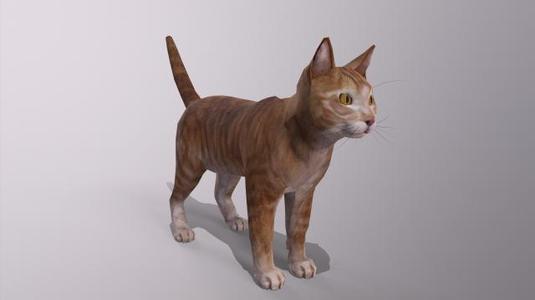 Orange Cat