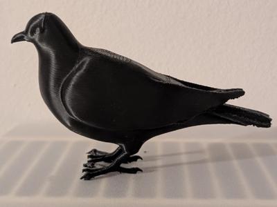 Pigeon