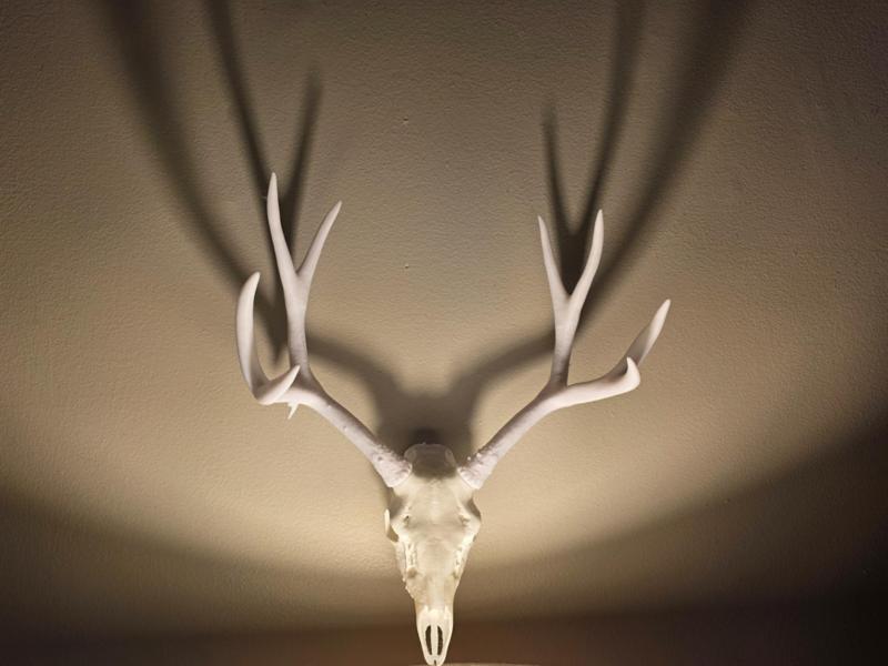 "Nolan's Muley" Deer Skull Mount
