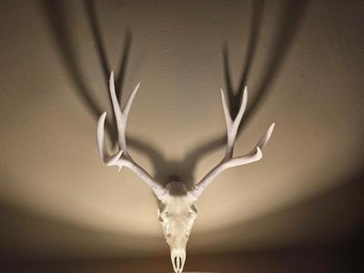 "Nolan's Muley" Deer Skull Mount
