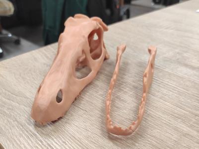 velociraptor skull