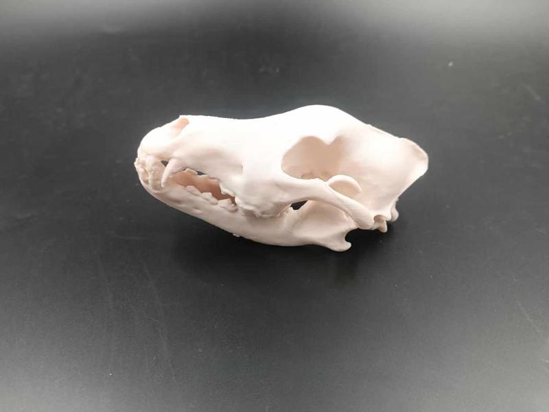 Wolf Skull - fossil
