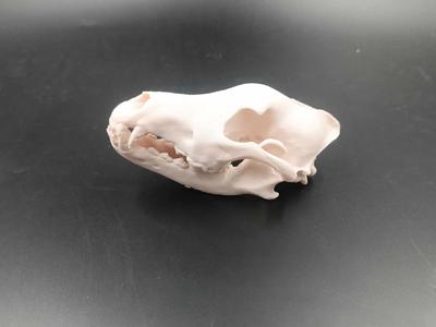 Wolf Skull - fossil