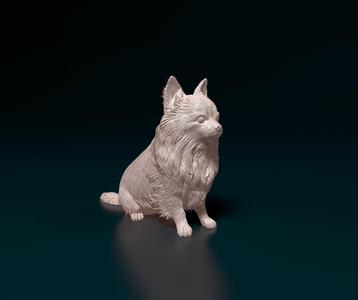 Chihuahua long haired 5