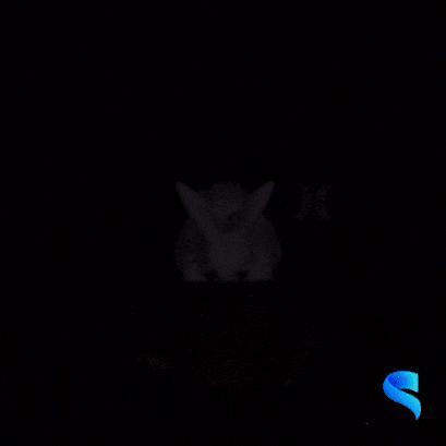 Cottontail Rabbit Basket