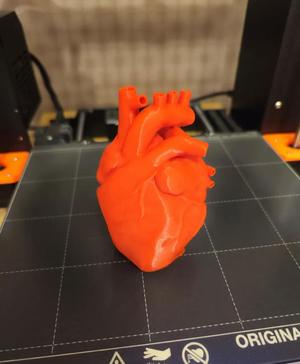 Anatomically Accurate Heart