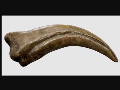 Spinosaurus Claw Fossil