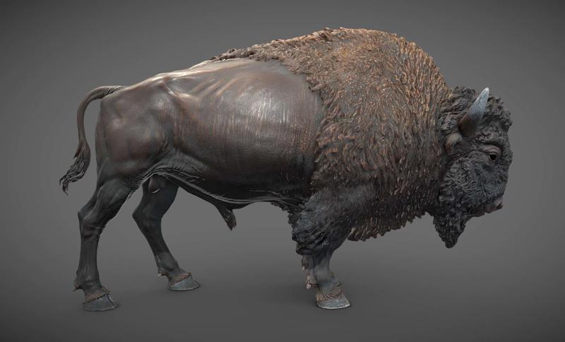 Bison - 3D Sculpting - High Poly
