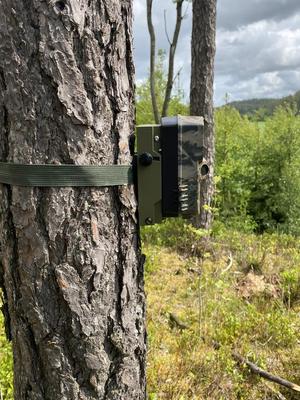 Trail camera bracket