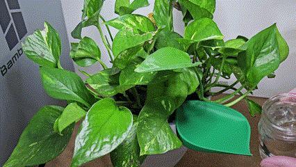 Leaf Shaped Plant Watering Funnel