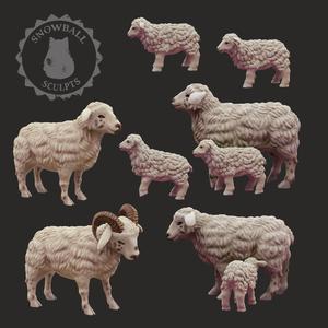 Sheep Family