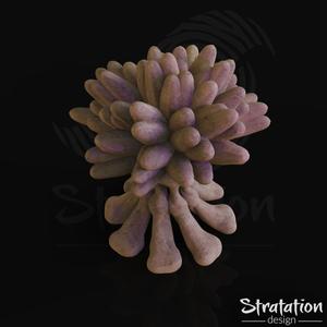 Anemone - V1