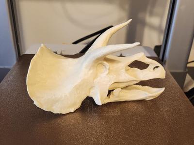 Triceratops dinosaur skull