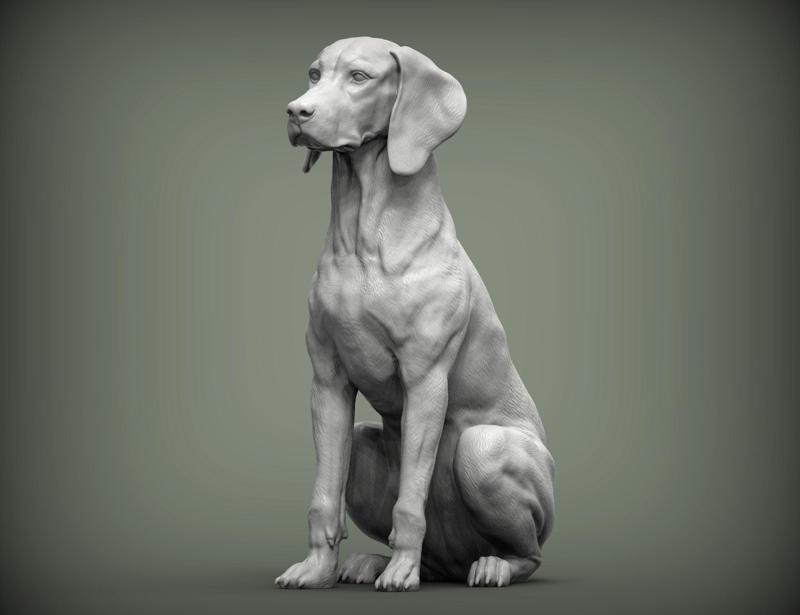 Hungarian vizsla  Hungarian Pointing Dog