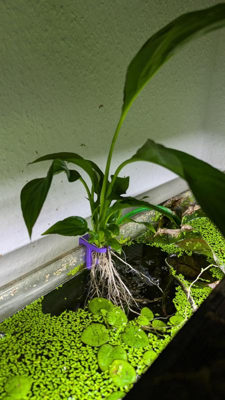 Plant Clip for fish tank, various glass widths