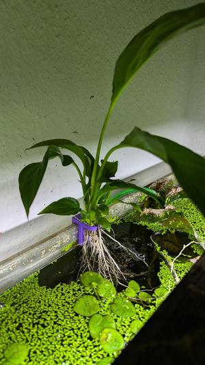 Plant Clip for fish tank, various glass widths