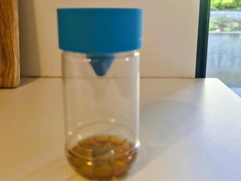 Wasp Trap Lid