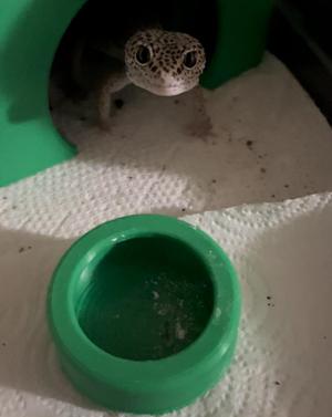 Reptile Feeding Bowl, For Insects, Free Version