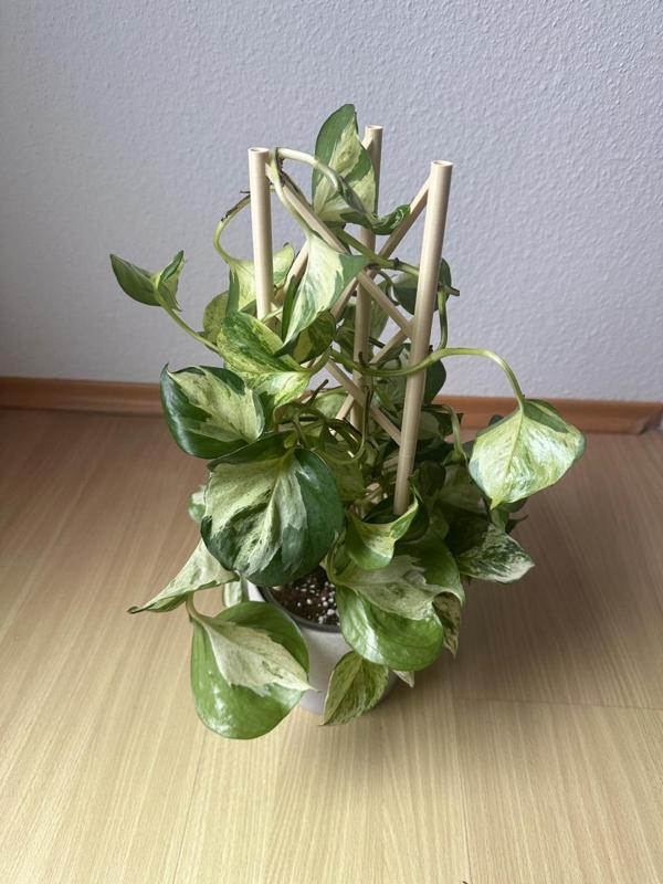 Plant climbing aid