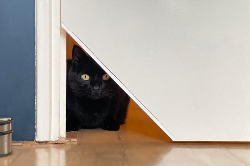 Closable cat corner for 39mm thick door