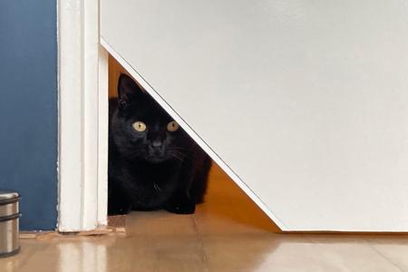 Closable cat corner for 39mm thick door