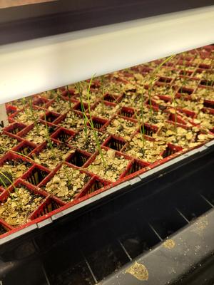 Air Pruning 25 Count Winstrip Style Seed Tray