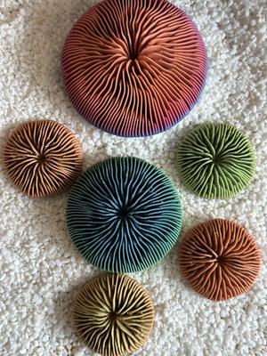 Mushroom Coral