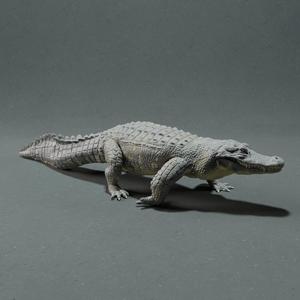 American Alligator