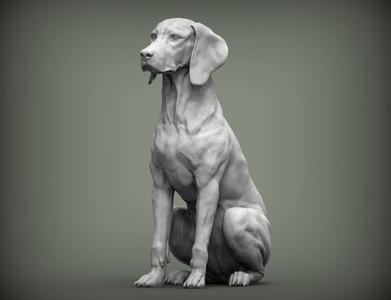 Hungarian vizsla  Hungarian Pointing Dog