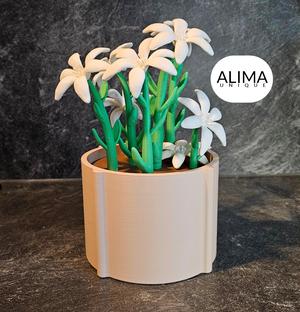 Charming lily plant for the office or home