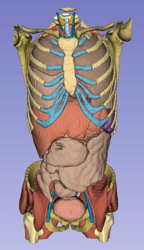 Adult Human Anatomy 3 - CT Scan