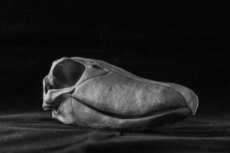 Shoebill Stork Skull (Pre Supported)