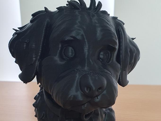 Labradoodle Cute Dog model