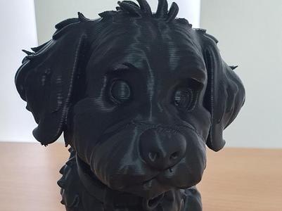 Labradoodle Cute Dog model
