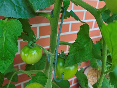 Tomato hook with round edges