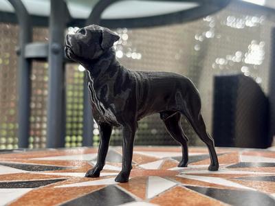 Cane Corso Mastiff Molosser Mastino Dane Dog 