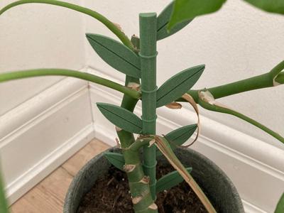 plant support