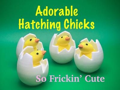 Adorable Hatching Chicks