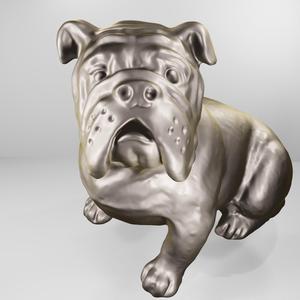 bulldog dog
